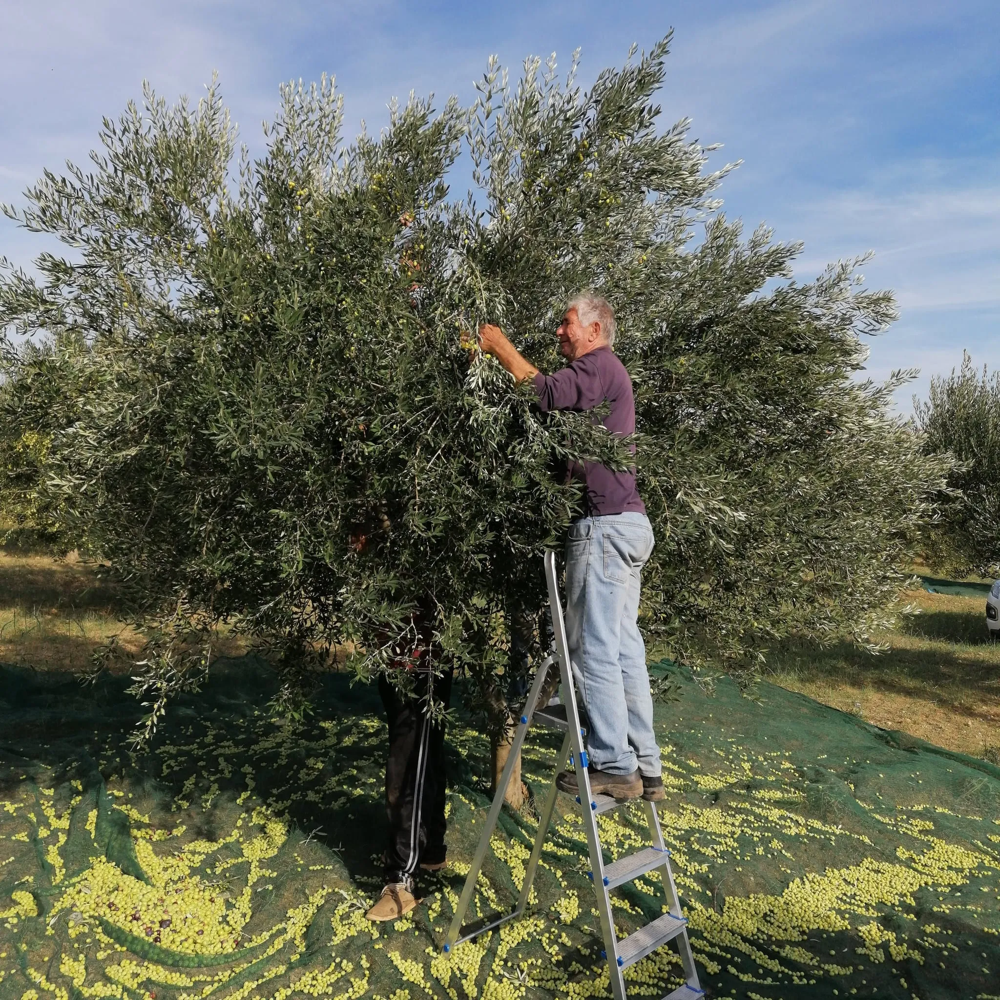Authentic Croatian Olive Oil x 3