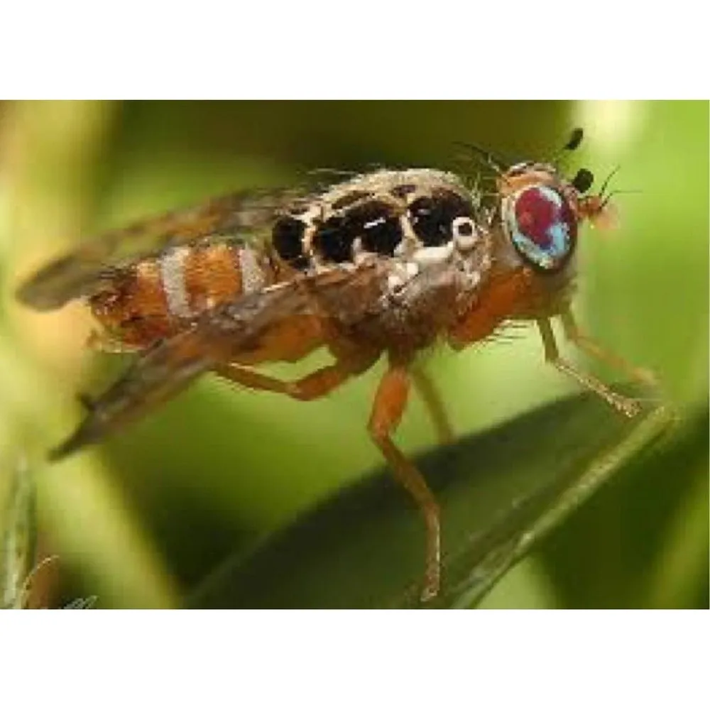 Cera Trap - Organic Fruit Fly Trap