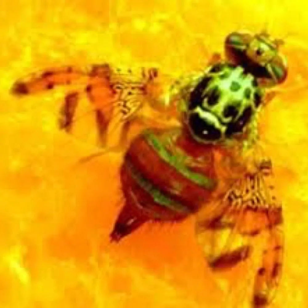 Cera Trap - Organic Fruit Fly Trap
