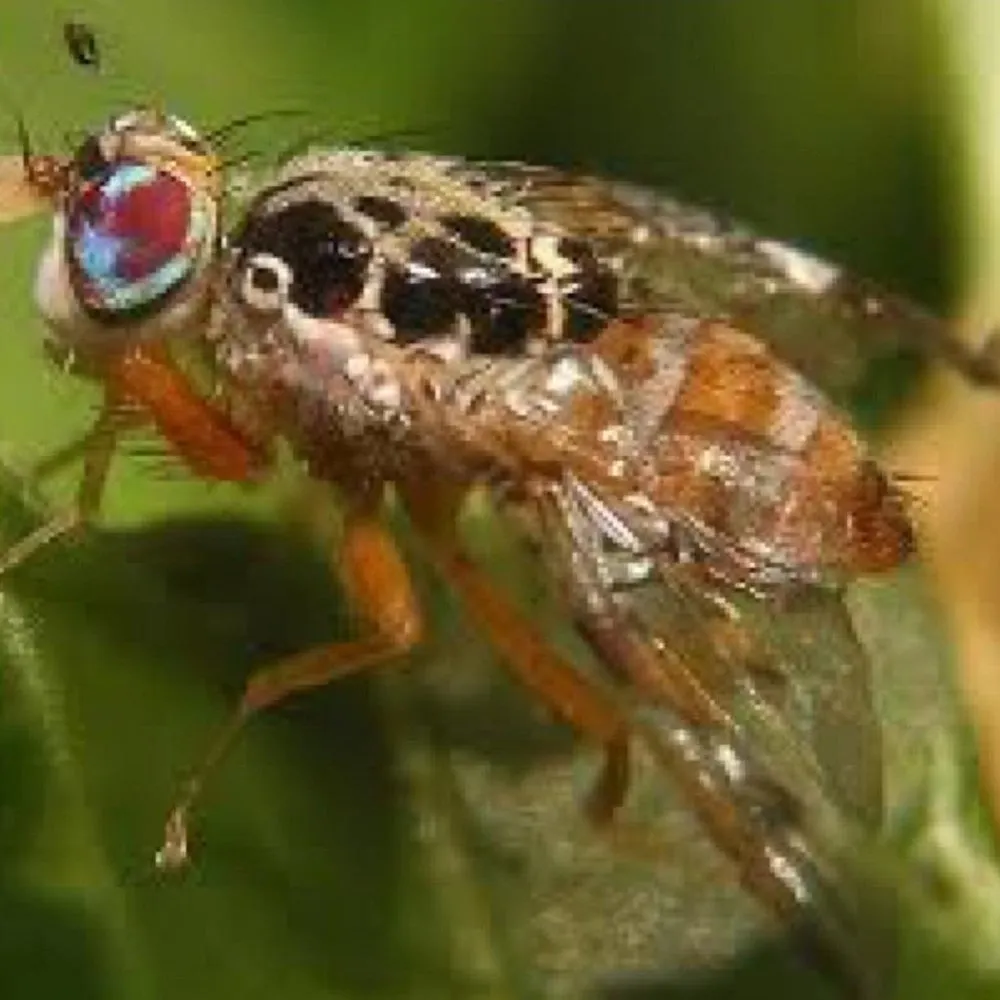 Cera Trap - Organic Fruit Fly Trap