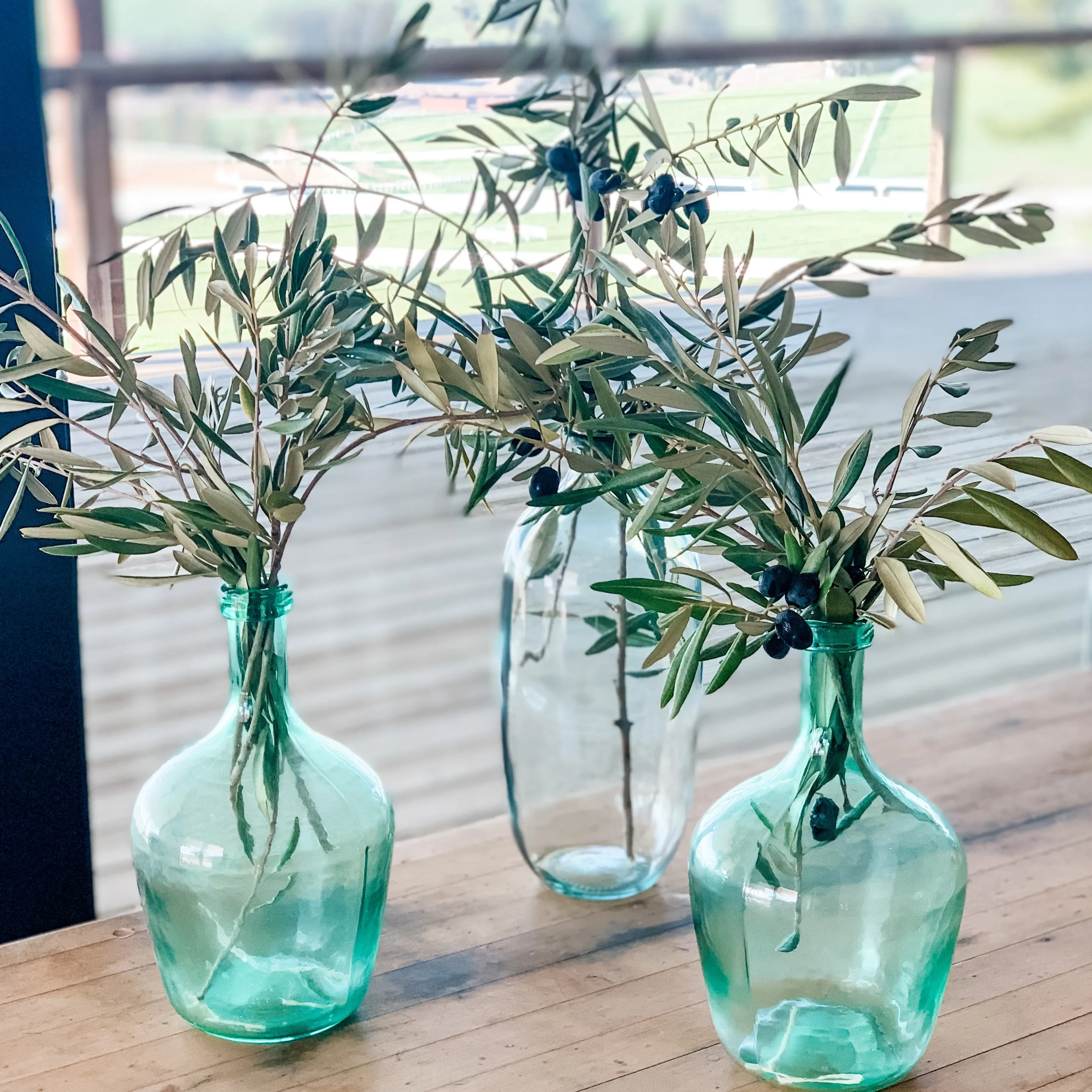 Fresh Olive Branch Greenery