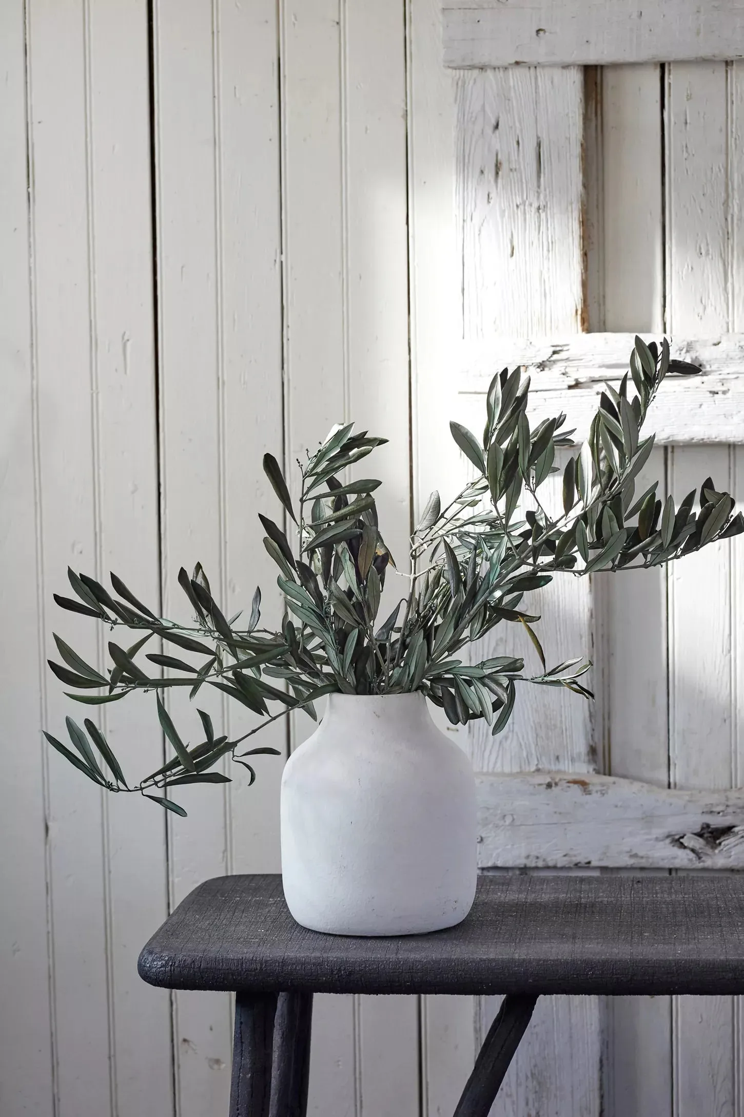 Fresh Olive Tree Branches