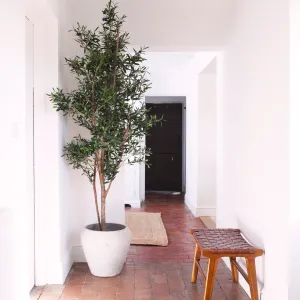Ronda Olive Tree